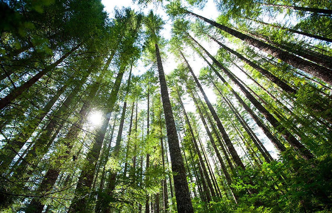 trees