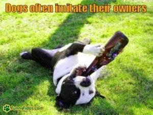 funny-dog-picture-dog-imitate-owners