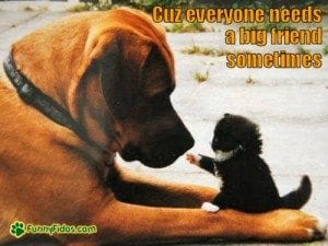 funny-dog-picture-everyone-needs-a-big-friend