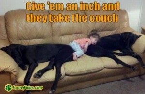 funny-dog-picture-giive-em-an-inch