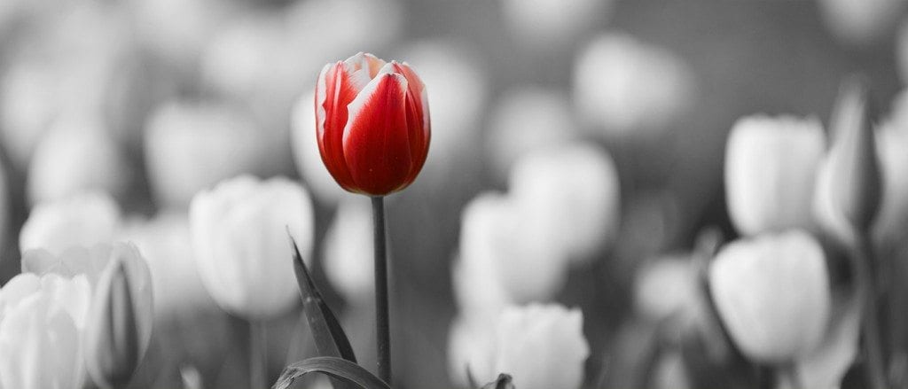 tulip