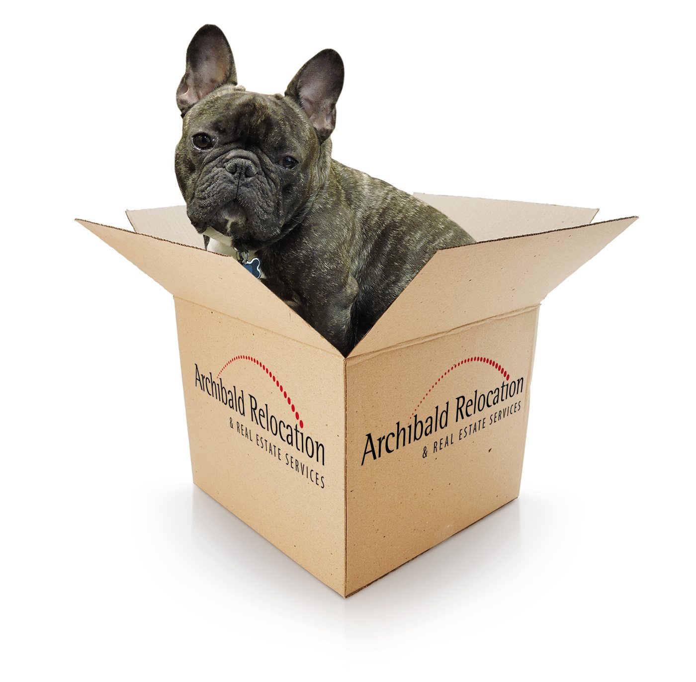 Portland Relocation Services 33 Simple Ways to Keep Your Dog Busy Indoors -  Archibald Relocation